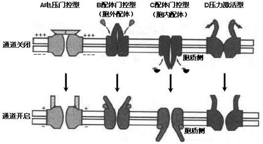 高中生物通道蛋白是什么(基础生物学经验分享)
