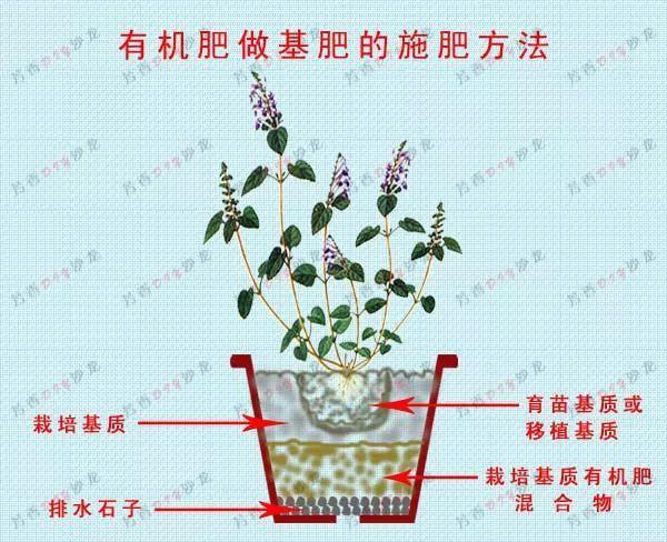 磷肥的施用技术有什么(常见的磷肥施用技术)