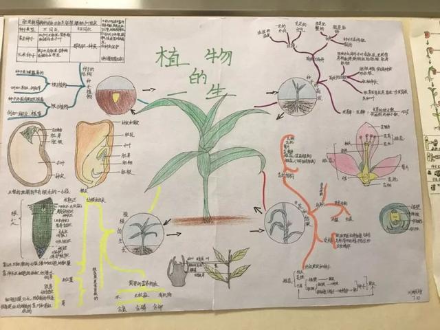 初中生物怎么预习(初中生物的预习方法)