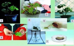 什么是对照实验高中生物(高中生物课堂) 什么是对照实验高中生物(高中生物课堂)